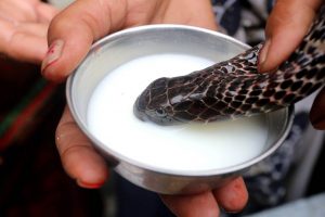 Snake drinking milk