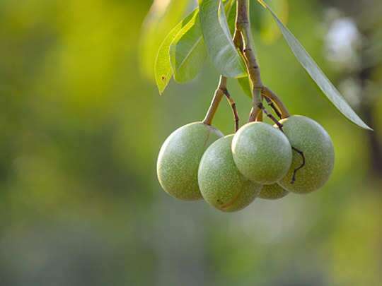 cerbera-odollam-the-brutal-harvest-of-indias-suicide-tree