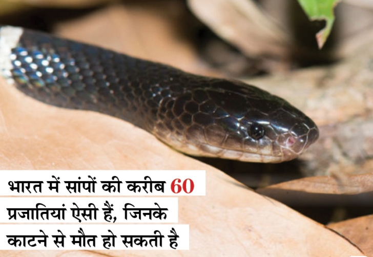 Snake